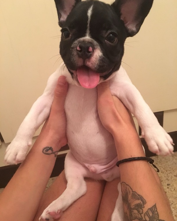 Plomo de cachorro, sacando la lengua
